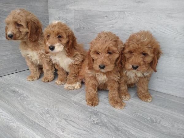 Stunning litter of F1 cockapoos boys and girls for sale in Swansea - Image 1