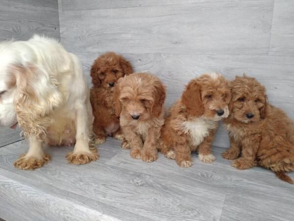 Stunning litter of F1 cockapoos boys and girls for sale in Swansea - Image 2