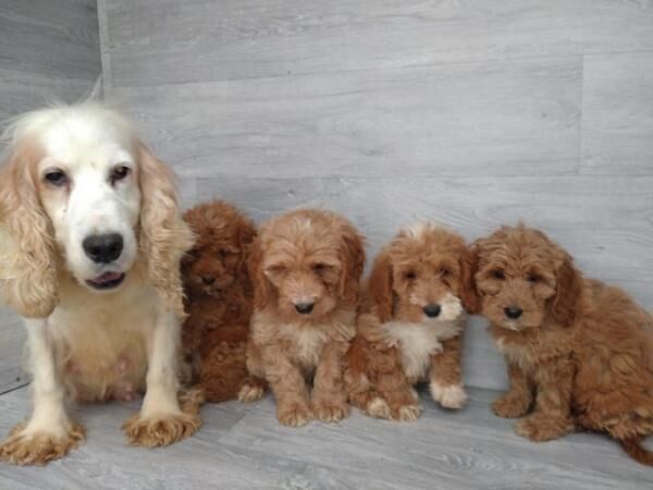 Stunning litter of F1 cockapoos boys and girls for sale in Swansea - Image 3