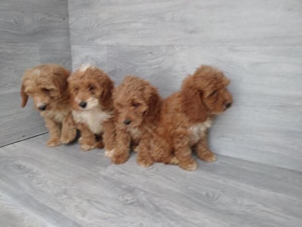 Stunning litter of F1 cockapoos boys and girls for sale in Swansea - Image 4