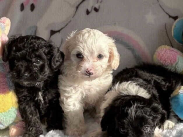 Stunning litter tiny poodles for sale in Llanelli, Carmarthenshire