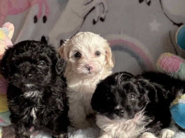 Stunning litter tiny poodles for sale in Llanelli, Carmarthenshire - Image 3