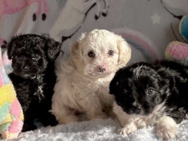 Stunning litter tiny poodles for sale in Llanelli, Carmarthenshire - Image 4