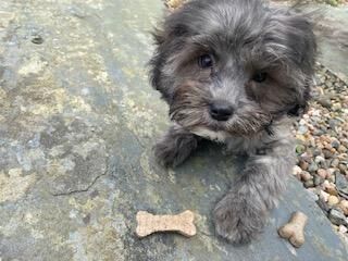 STUNNING LITTLE TOY POODLE X SHIHTZU PUPPY - JULES for sale in Boncath, Pembrokeshire - Image 1