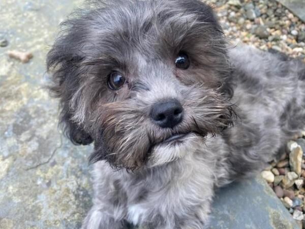 STUNNING LITTLE TOY POODLE X SHIHTZU PUPPY - JULES for sale in Boncath, Pembrokeshire - Image 2