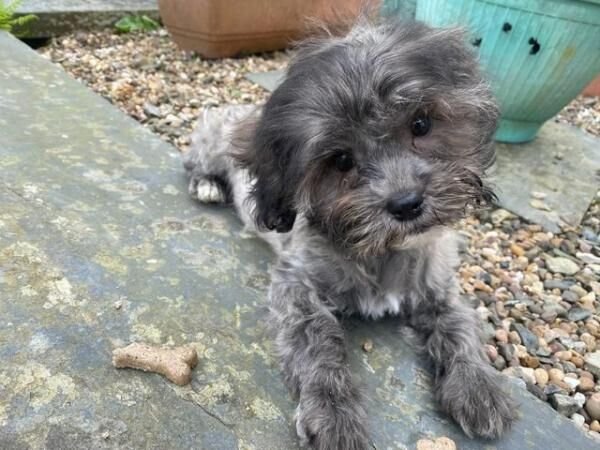 STUNNING LITTLE TOY POODLE X SHIHTZU PUPPY - JULES for sale in Boncath, Pembrokeshire - Image 3