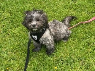 STUNNING LITTLE TOY POODLE X SHIHTZU PUPPY - JULES for sale in Boncath, Pembrokeshire - Image 5