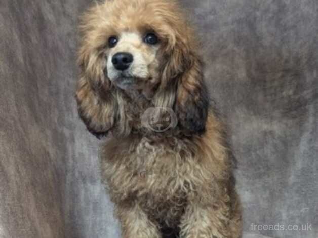 Stunning miniature poodle for sale in Preston, Lancashire - Image 1