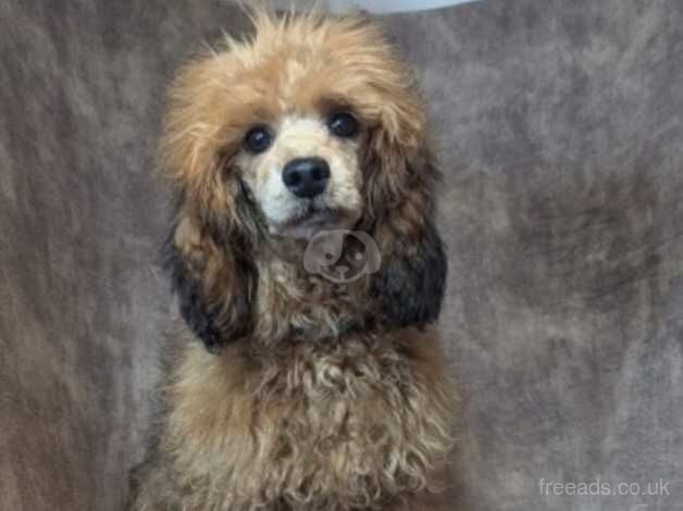 Stunning miniature poodle for sale in Preston, Lancashire - Image 2