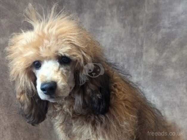 Stunning miniature poodle for sale in Preston, Lancashire - Image 3