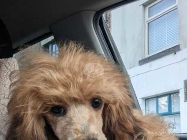 Stunning miniature poodle for sale in Preston, Lancashire - Image 5