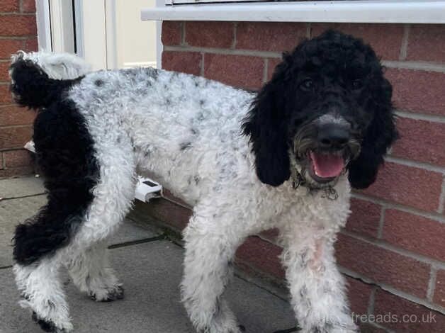 Stunning Parti Boy!! Beautiful markings! for sale in Cardiff