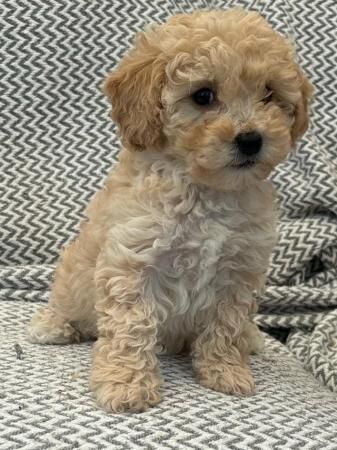 Stunning Poochon puppies for sale in Holyhead/Caergybi, Isle of Anglesey