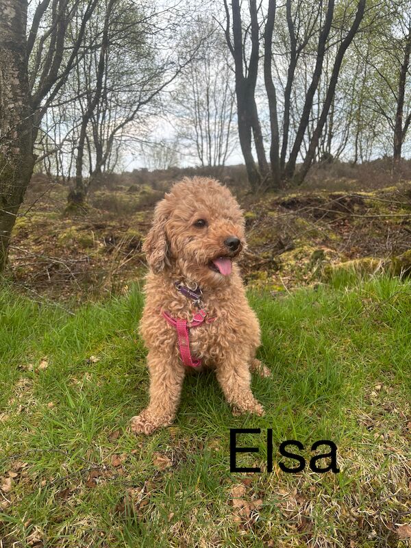 Stunning Ruby Red F1 Cavapoo puppies for sale in East Kilbride, South Lanarkshire - Image 12