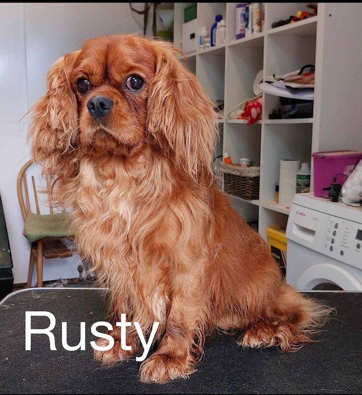 Stunning Ruby Red F1 Cavapoo puppies for sale in East Kilbride, South Lanarkshire - Image 13