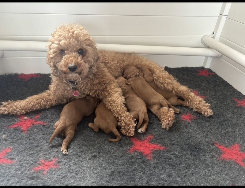 Stunning Ruby Red F1 Cavapoo puppies for sale in East Kilbride, South Lanarkshire - Image 14