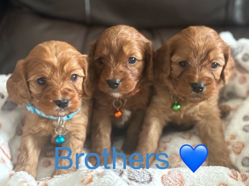 Stunning Ruby Red F1 Cavapoo puppies for sale in East Kilbride, South Lanarkshire - Image 10