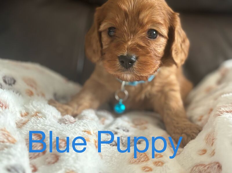 Stunning Ruby Red F1 Cavapoo puppies for sale in East Kilbride, South Lanarkshire - Image 11