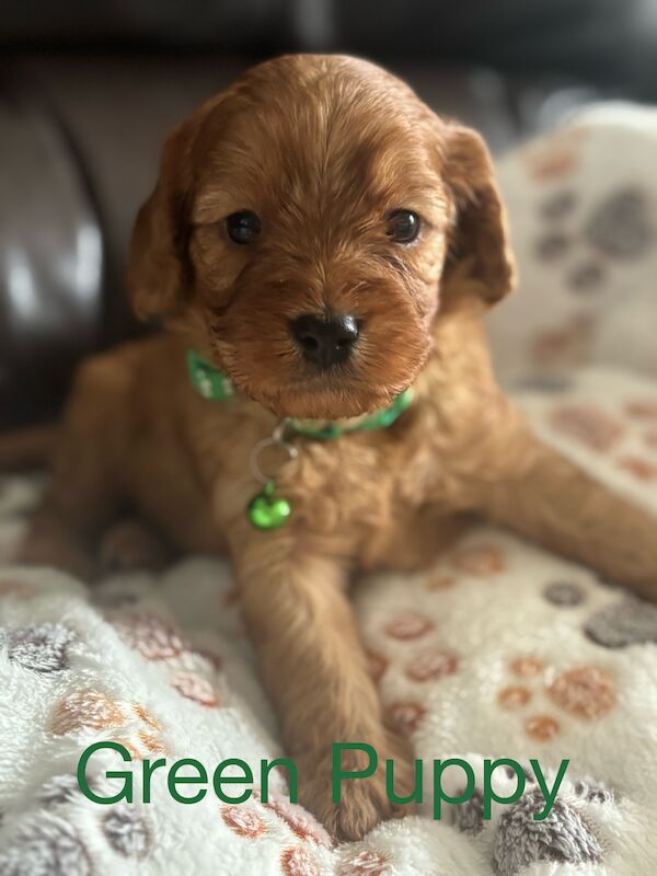 Stunning Ruby Red F1 Cavapoo puppies for sale in East Kilbride, South Lanarkshire - Image 8