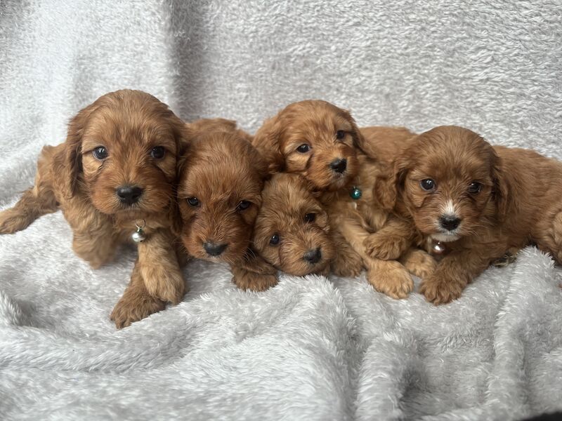 Stunning Ruby Red F1 Cavapoo puppies for sale in East Kilbride, South Lanarkshire - Image 7
