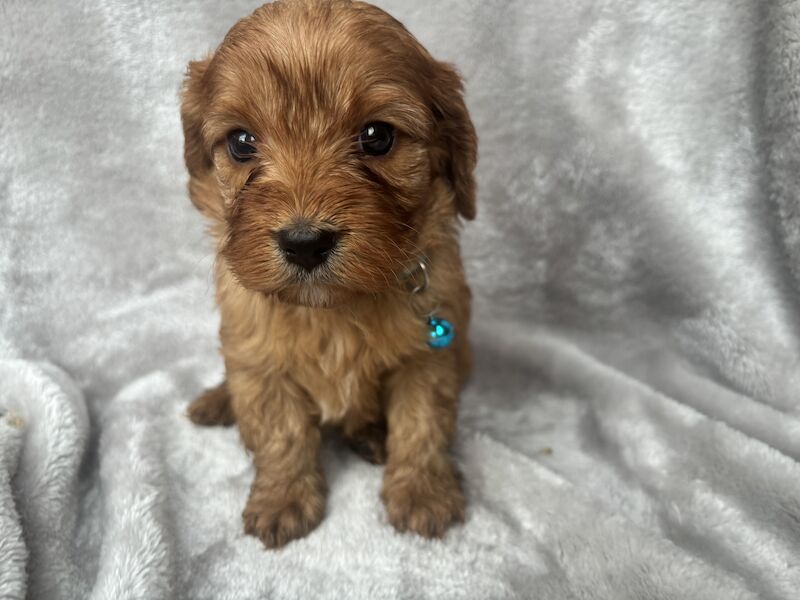 Stunning Ruby Red F1 Cavapoo puppies for sale in East Kilbride, South Lanarkshire - Image 9