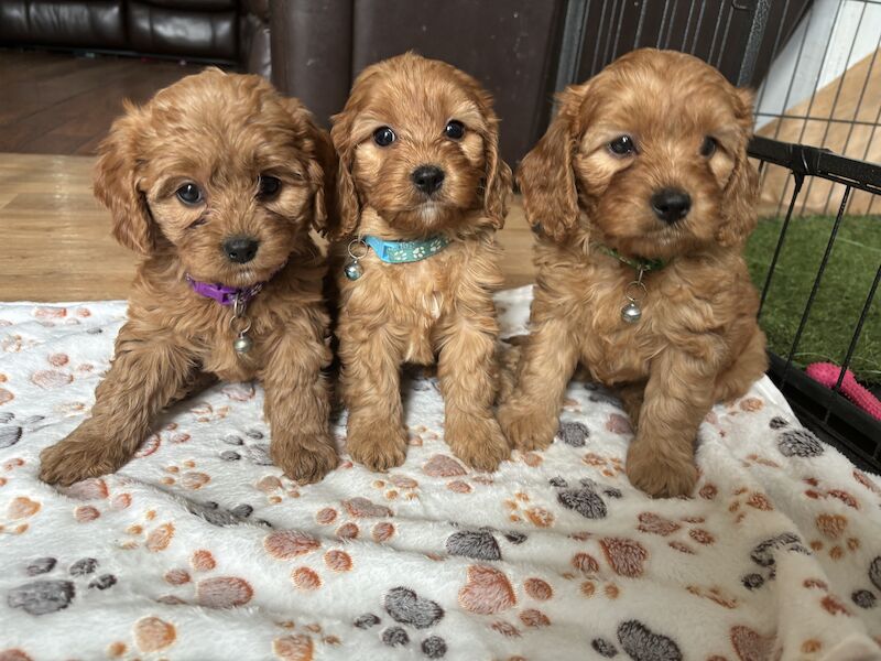 Stunning Ruby Red F1 Cavapoo puppies for sale in East Kilbride, South Lanarkshire - Image 4