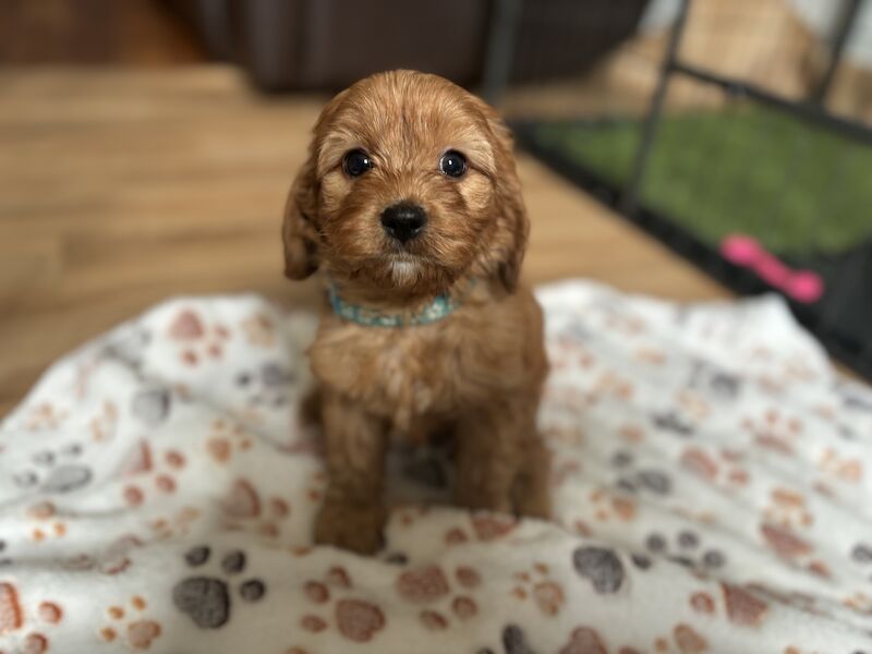 Stunning Ruby Red F1 Cavapoo puppies for sale in East Kilbride, South Lanarkshire - Image 5