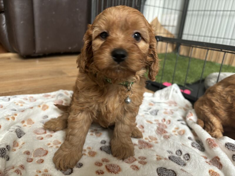 Stunning Ruby Red F1 Cavapoo puppies for sale in East Kilbride, South Lanarkshire - Image 6
