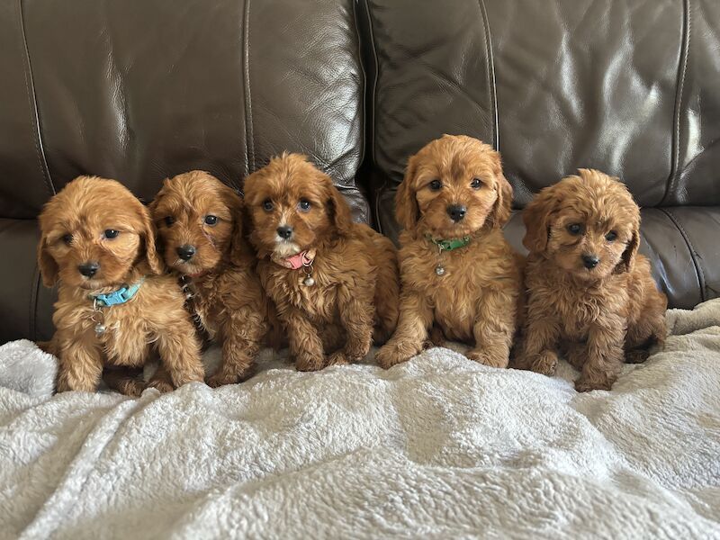 Stunning Ruby Red F1 Cavapoo puppies for sale in East Kilbride, South Lanarkshire