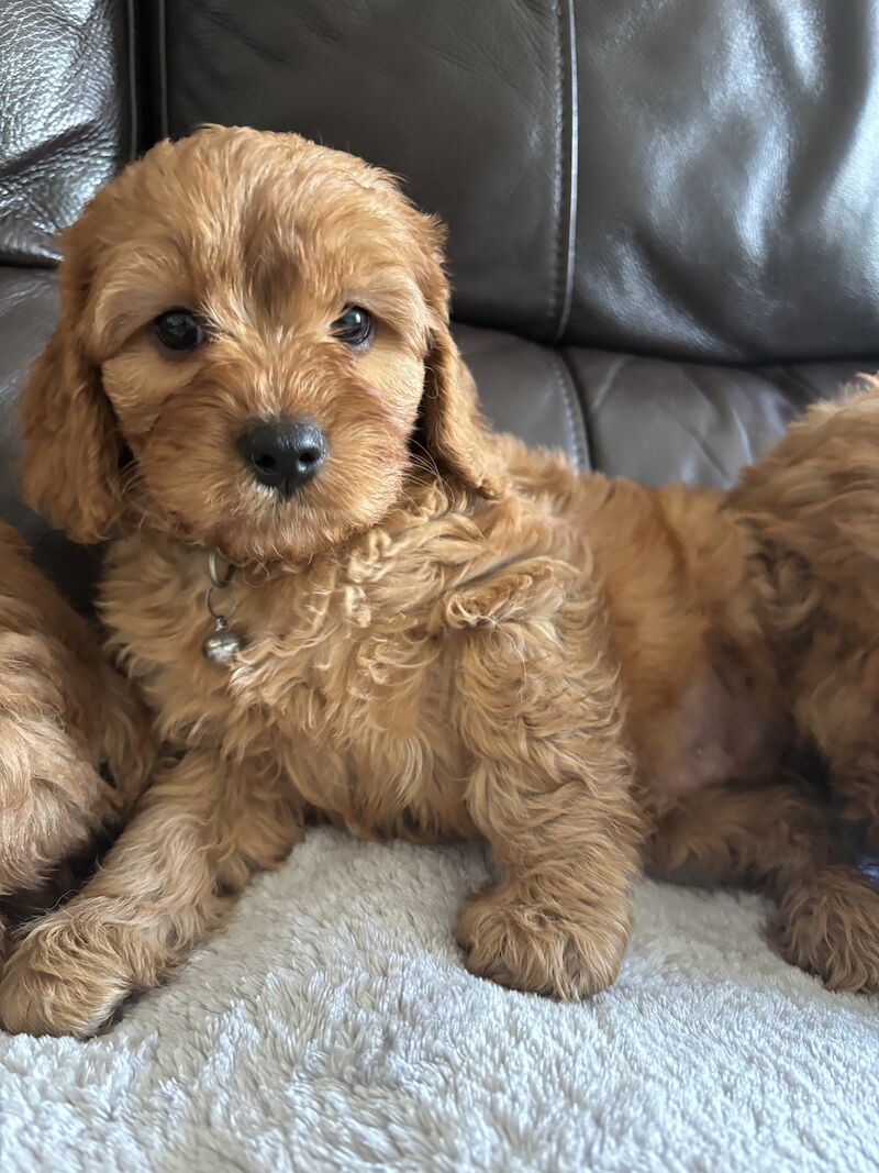 Stunning Ruby Red F1 Cavapoo puppies for sale in East Kilbride, South Lanarkshire - Image 2