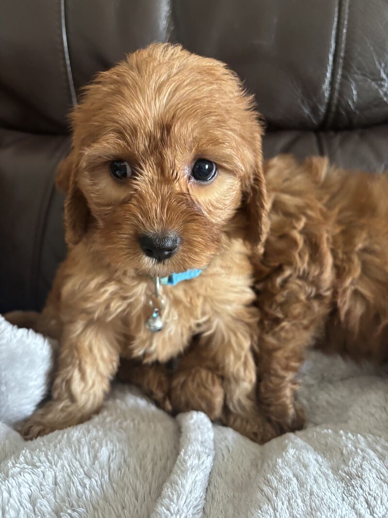 Stunning Ruby Red F1 Cavapoo puppies for sale in East Kilbride, South Lanarkshire - Image 3