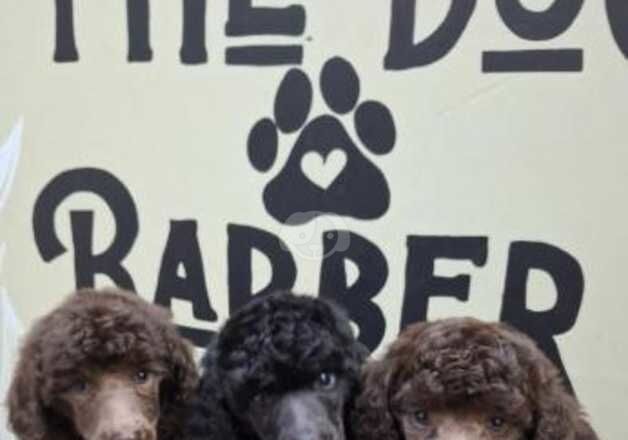 Stunning small standard poodles for sale in Marazion, Cornwall