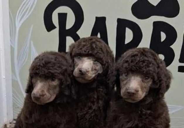 Stunning small standard poodles for sale in Marazion, Cornwall - Image 2