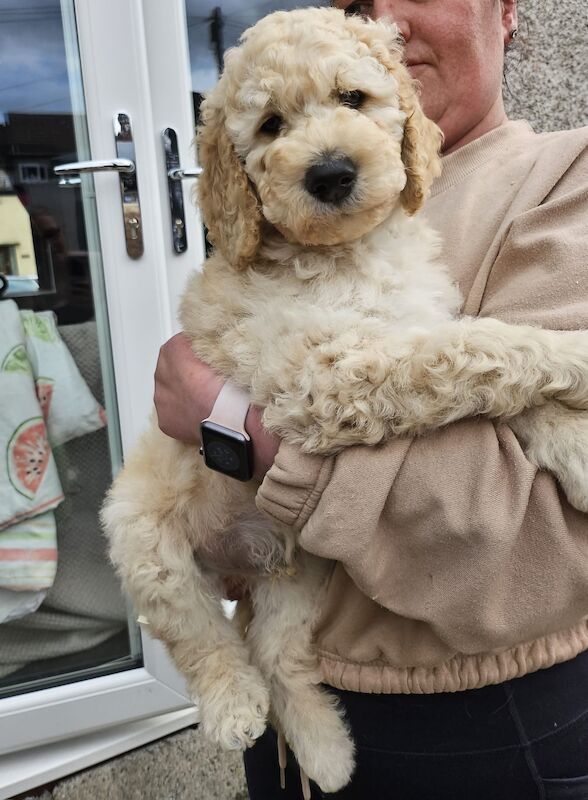 Stunning Standard Poodle Puppies for sale in Kilmarnock, East Ayrshire