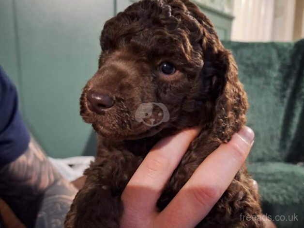 Stunning standard poodles for sale in Egremont, Cumbria - Image 1