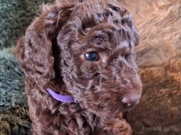 Stunning standard poodles for sale in Egremont, Cumbria - Image 2