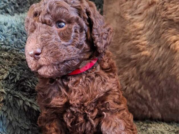 Poodle Puppies for sale in Cumbria