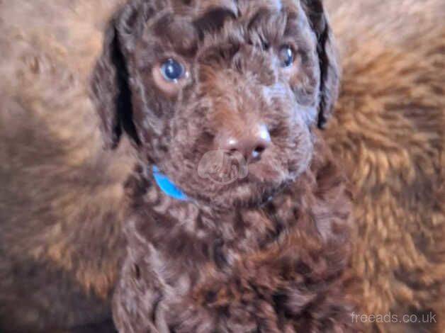 Poodle Puppies for sale