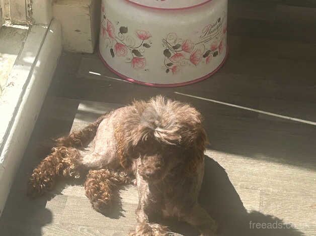 Stunning toy chocolate poodle bitch for sale in Grays, Essex - Image 2