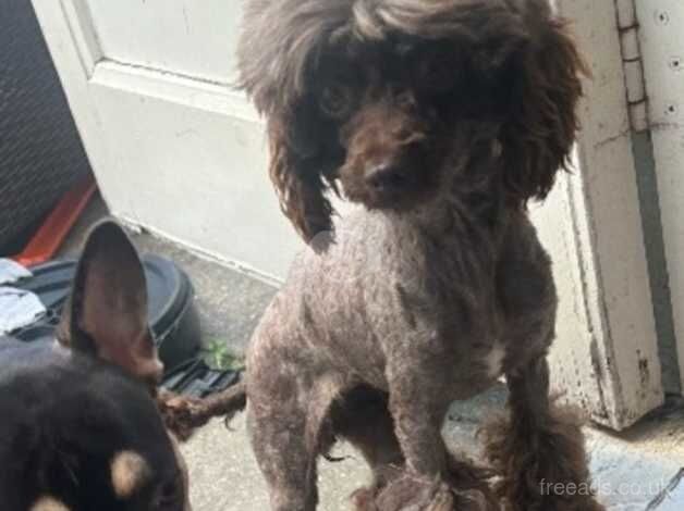 Stunning toy chocolate poodle bitch for sale in Grays, Essex - Image 3