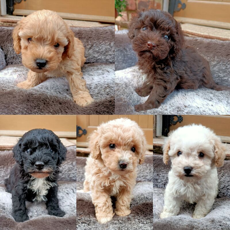 Stunning Toy Poodles for sale in Longfield, Kent - Image 1