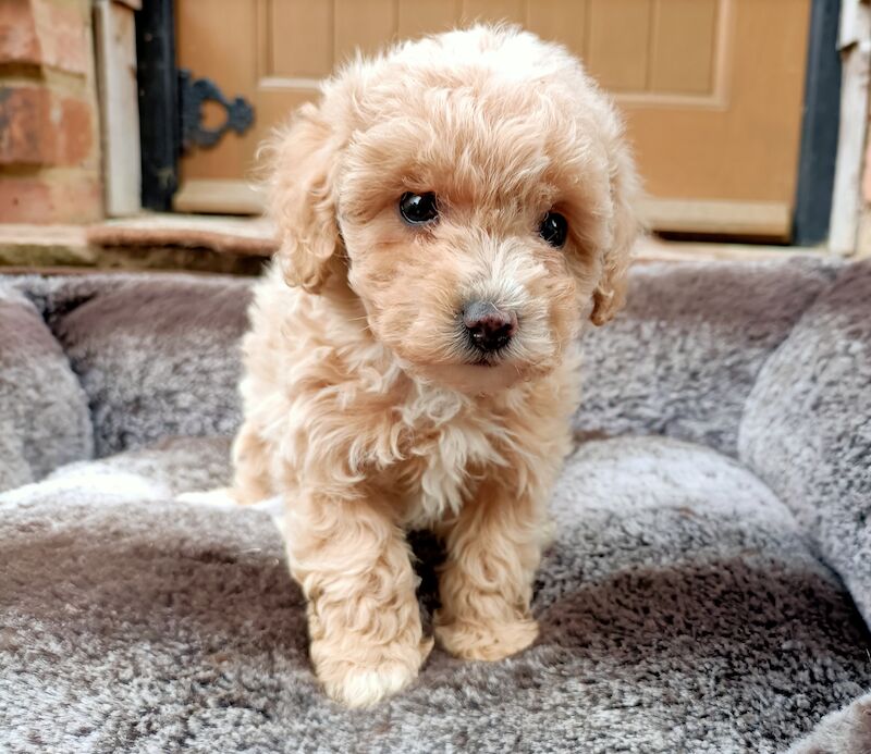 Poodles for sale in Longfield, Kent