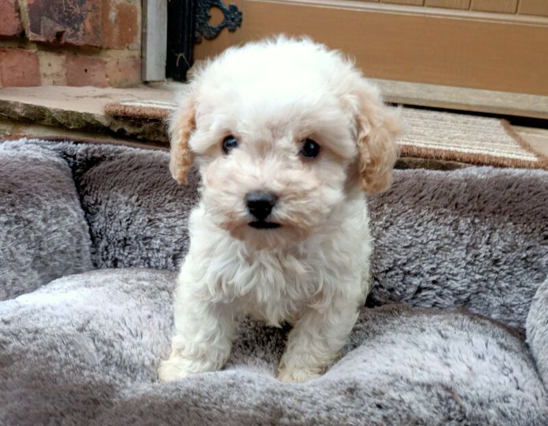 Poodle Puppies for sale in Kent