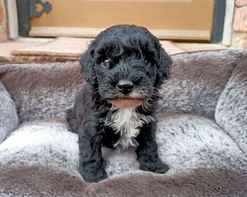 Poodle Puppies for sale