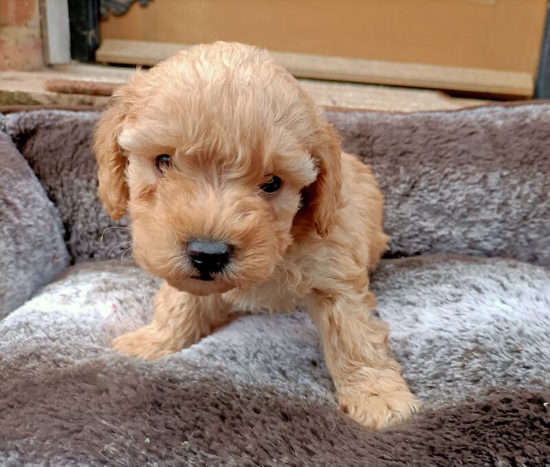 Stunning Toy Poodles for sale in Longfield, Kent - Image 5