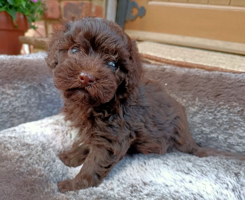 Stunning Toy Poodles for sale in Longfield, Kent - Image 6