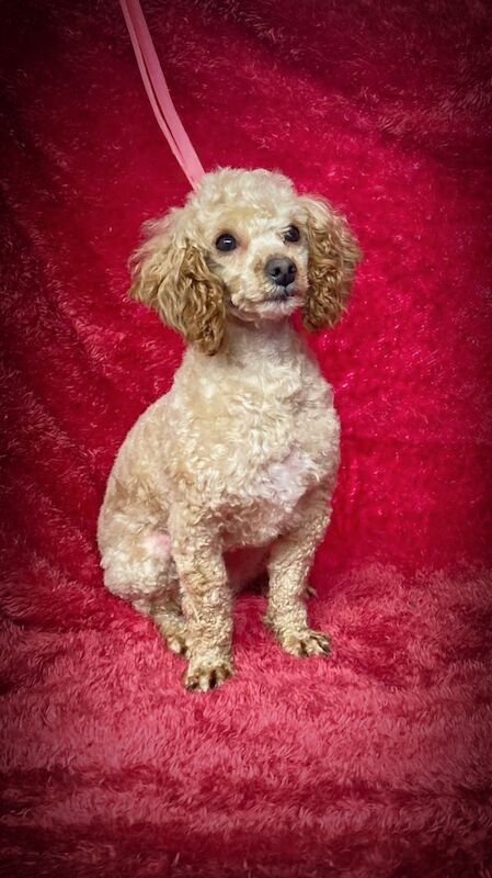 Stunning Toy Poodles for sale in Longfield, Kent - Image 7