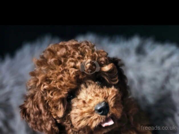 Super cute red toy poodle girl for sale in Nottingham, Nottinghamshire