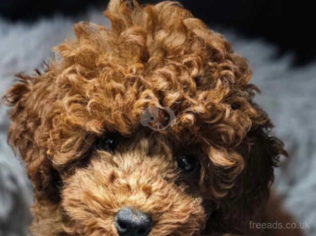 Super cute red toy poodle girl for sale in Nottingham, Nottinghamshire - Image 2