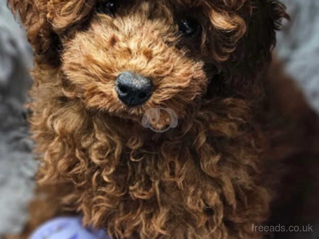 Super cute red toy poodle girl for sale in Nottingham, Nottinghamshire - Image 3